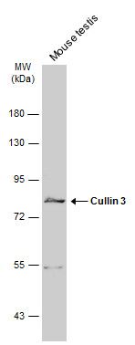 Cullin 3 antibody