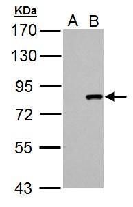 Cullin 3 antibody