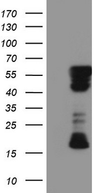 CUL4B Antibody