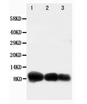 IP10/CXCL10 Antibody
