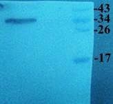 CXCL11 antibody