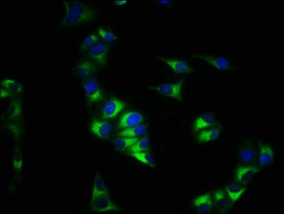 CXCR4 Antibody