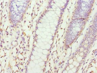 CXXC4 Antibody