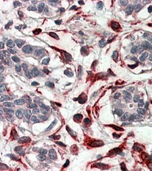 CXXC4 Antibody
