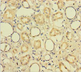 CXXC5 Antibody