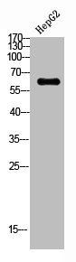 CYBB Antibody