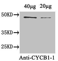 CYCB1-1 Antibody