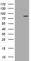 Cyclin A1 Antibody