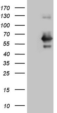 Cyclin D2 Antibody