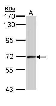 Cyclin T2 Rabbit Polyclonal Antibody