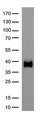 CCNY Antibody