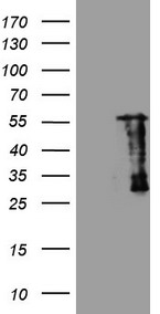 CCNY Antibody