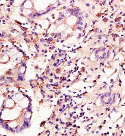 Cyclin C Rabbit Polyclonal Antibody