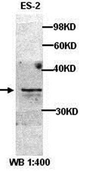 Cyclin D1 Rabbit Polyclonal Antibody