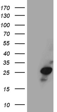 PPIF Antibody