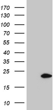 PPIF Antibody