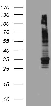 PPIF Antibody
