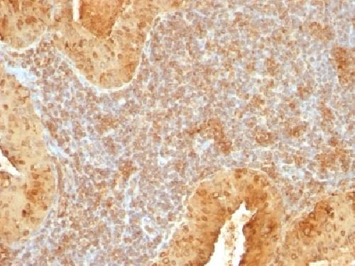 CYCS Antibody