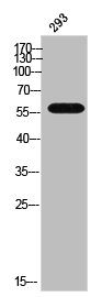CYP17A1 Antibody