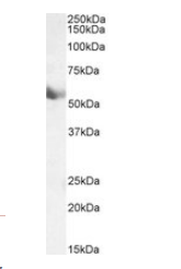 cytochrome P450 1A1 (mouse) Antibody