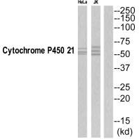 CYP21A2 Antibody