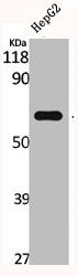 CYP26A1 Antibody