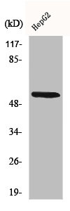 CYP26A1 Antibody