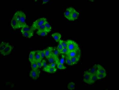 CYP26C1 Antibody
