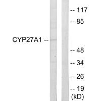 CYP27A1 Antibody
