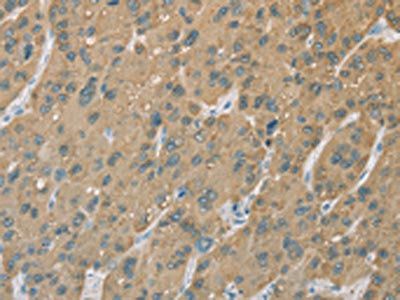 CYP2C9 Antibody