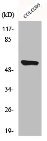 CYP4A11/CYP4A22 Antibody