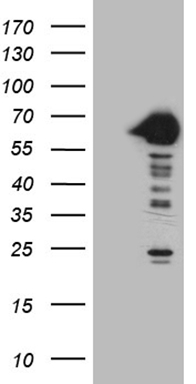 CYP7B1 Antibody