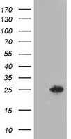 CTH Antibody