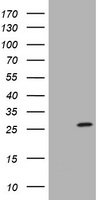 Cystatin S Antibody