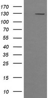 Cystatin S Antibody