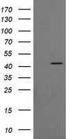 Cystatin SA Antibody