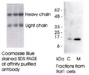 Sheep anti Human Cytochrome c Antibody