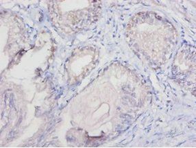 CYCS Antibody