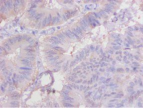 CYCS Antibody