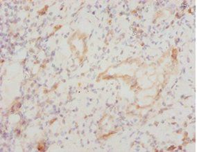 CYCS Antibody
