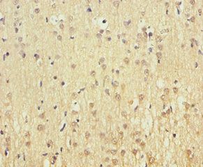 COX5A Antibody