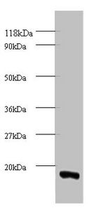 COX5A Antibody