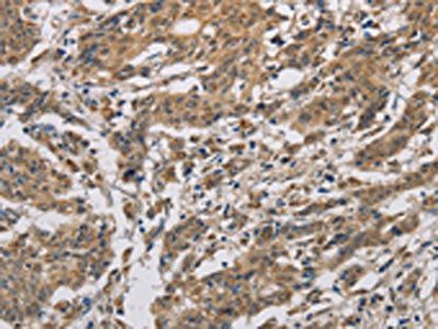 CYCS Antibody