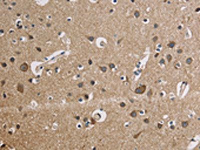 CYCS Antibody