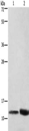 CYCS Antibody