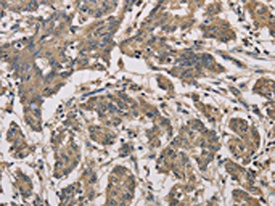 CYCS Antibody