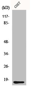 CYCS Antibody