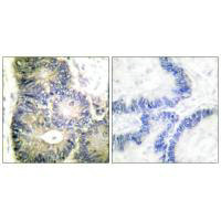 CYCS Antibody