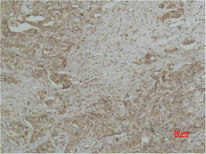 CYCS Antibody