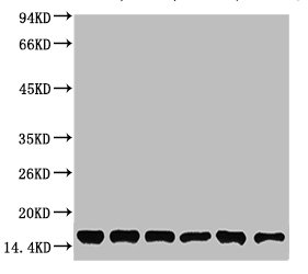 CYCS Antibody